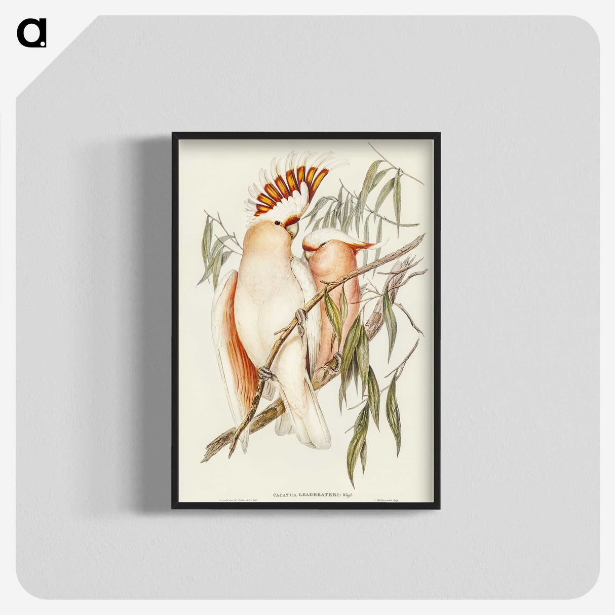 1-26_John-Gould_blk-crop