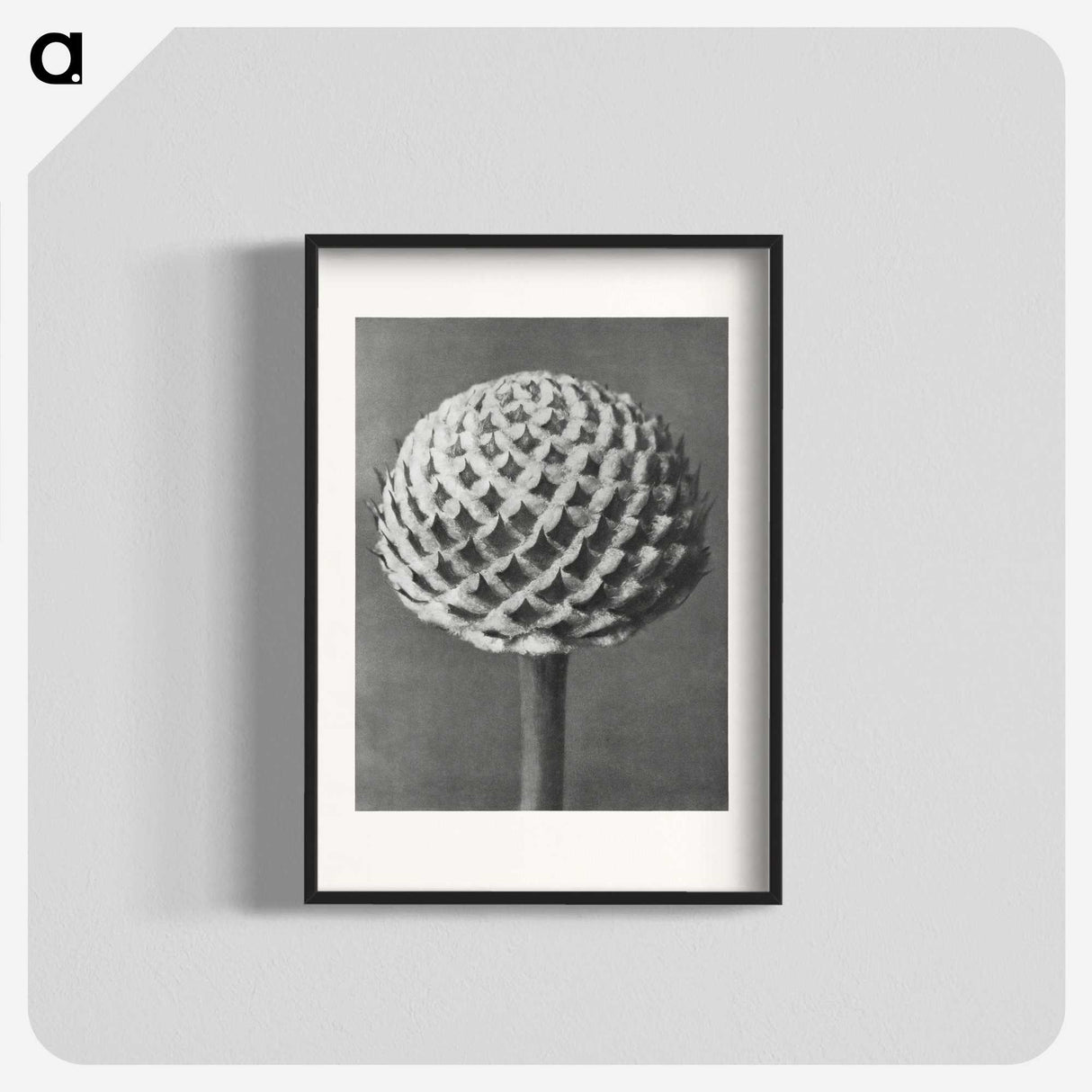 1-26_Karl-Blossfeldt_blk