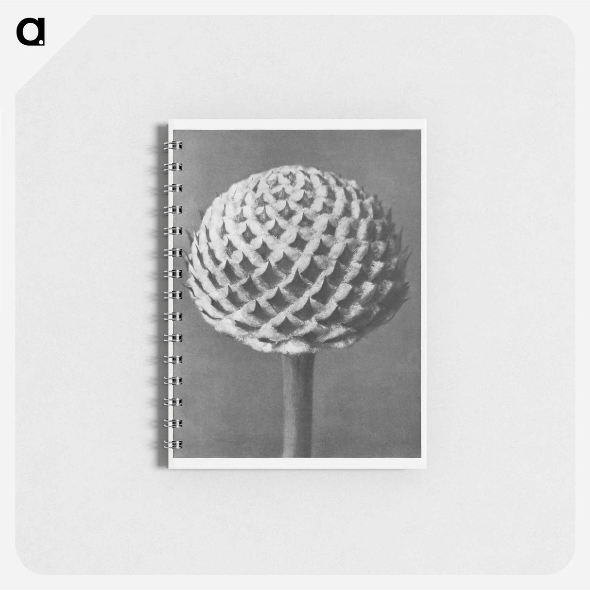 Cephalaria - カール ブロスフェルト Memo.