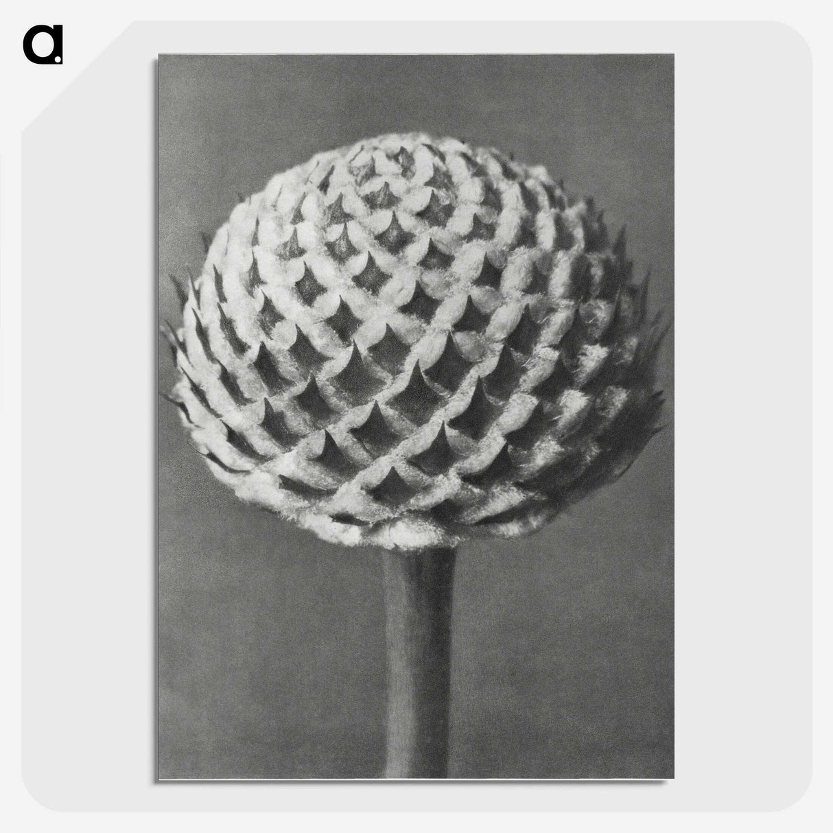 1-26_Karl-Blossfeldt_picture-crop