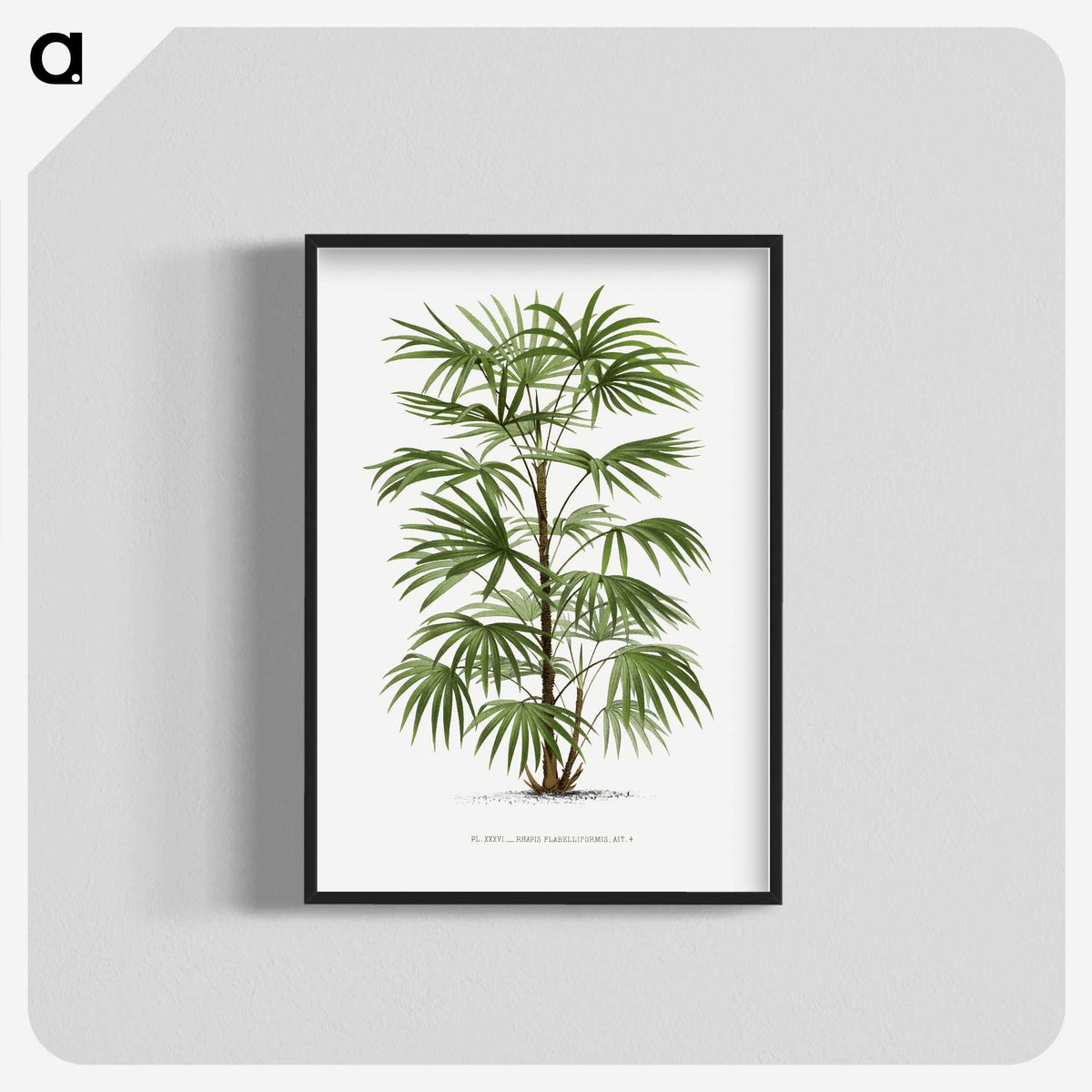 1-26_Les-Palmiers-Histoire-Iconographique_blk-crop