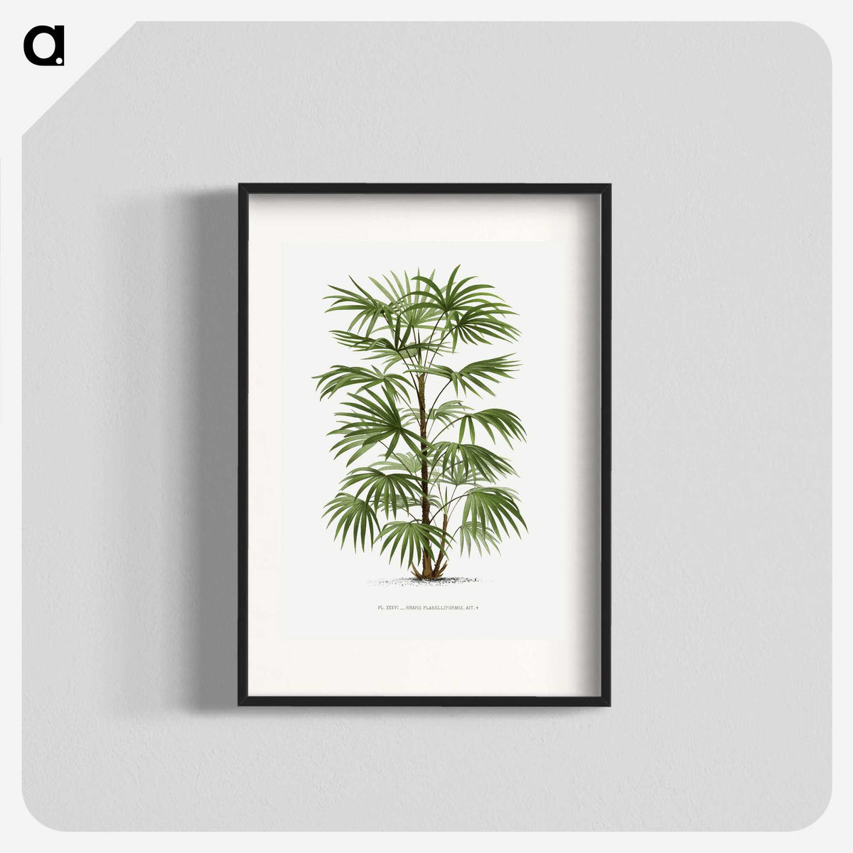 1-26_Les-Palmiers-Histoire-Iconographique_blk