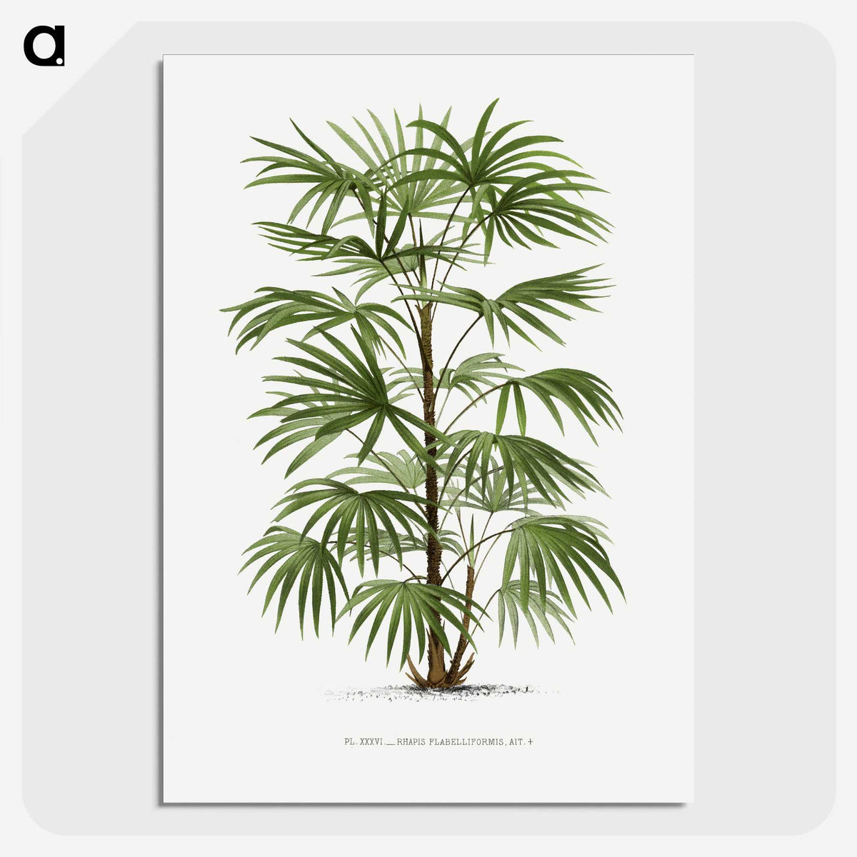 1-26_Les-Palmiers-Histoire-Iconographique_picture-crop