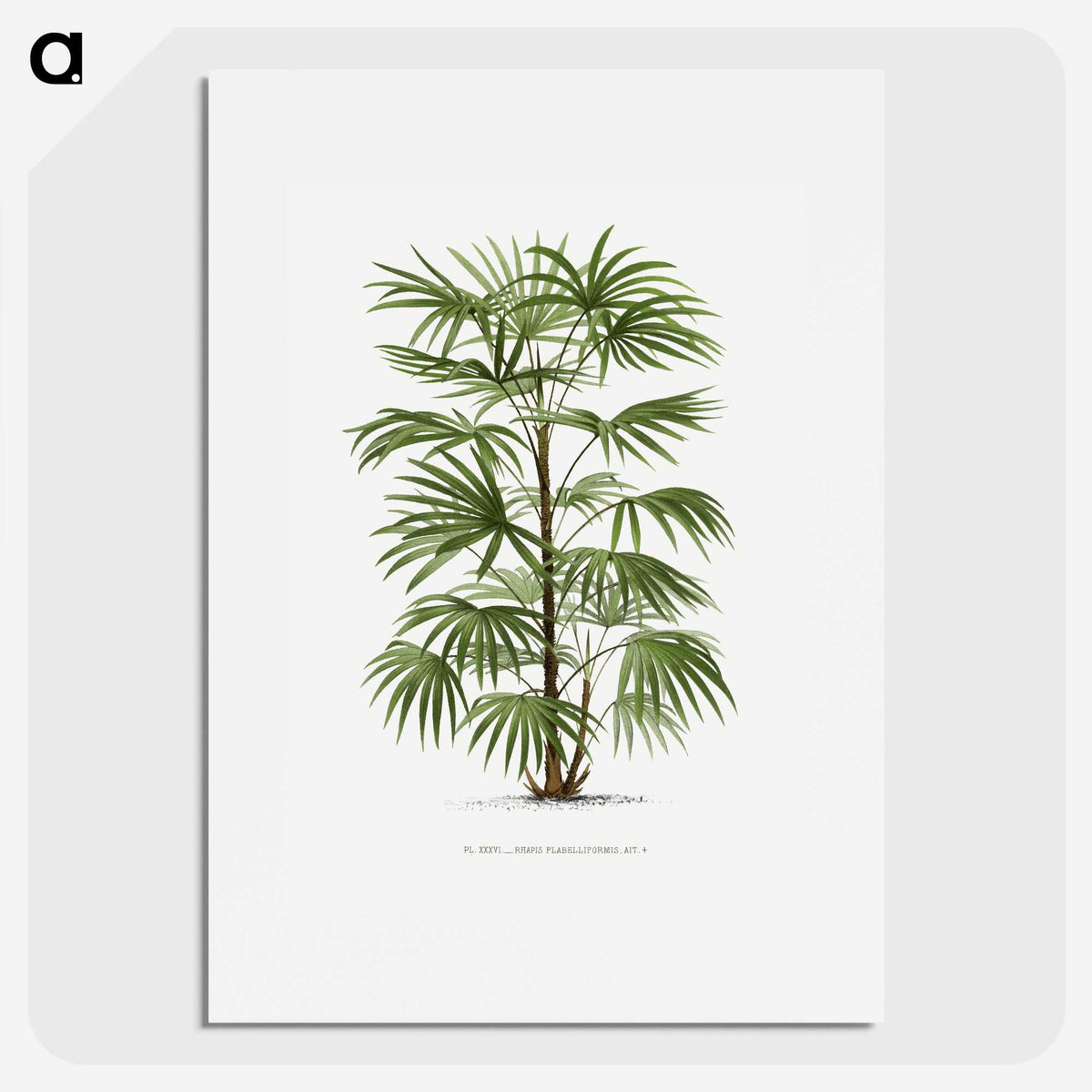 1-26_Les-Palmiers-Histoire-Iconographique_picture