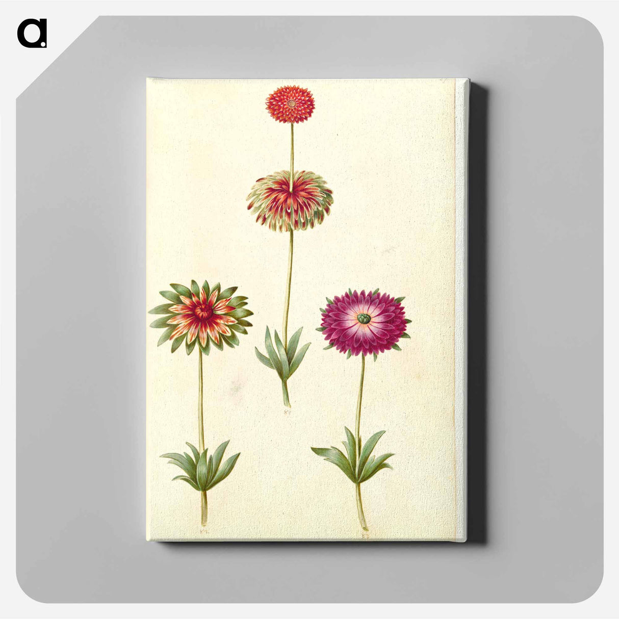 アートパネル-Anemone ×fulgens
- マリア ジビーラ メーリアン Canvas.