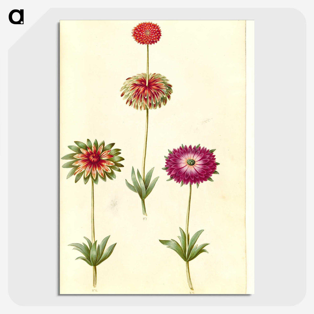 1-26_Maria-Sibylla-Merian_picture-crop