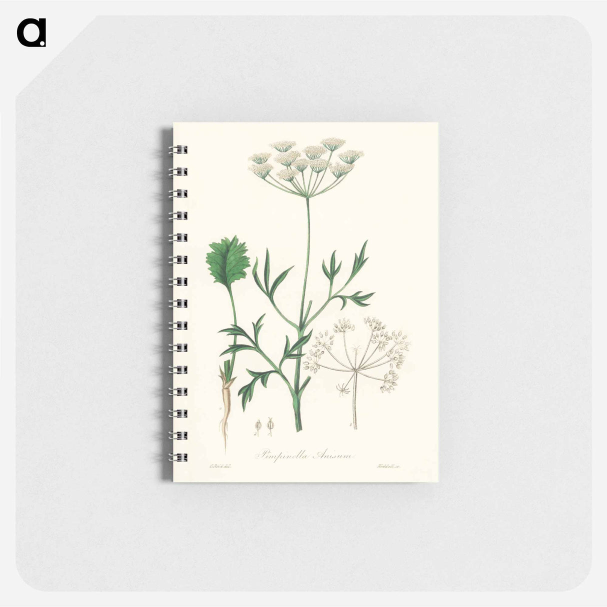 アートメモ帳-Aniseed Pimpinella anisum
- 薬用植物学 Memo.