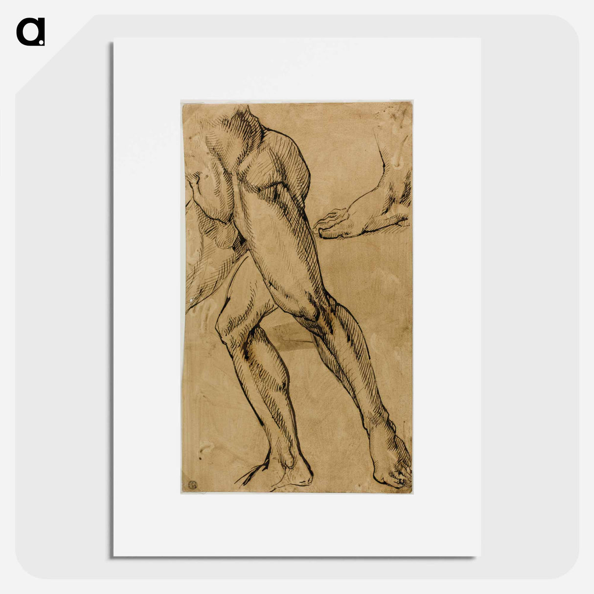 Legs and Feet of Male Nude - Michelangelo Buonarroti Poster.