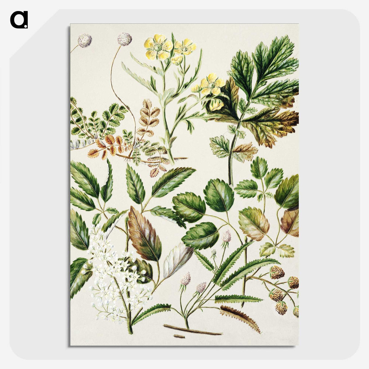 1-26_Native-Flowering-Plants-of-New-Zealand_picture-crop