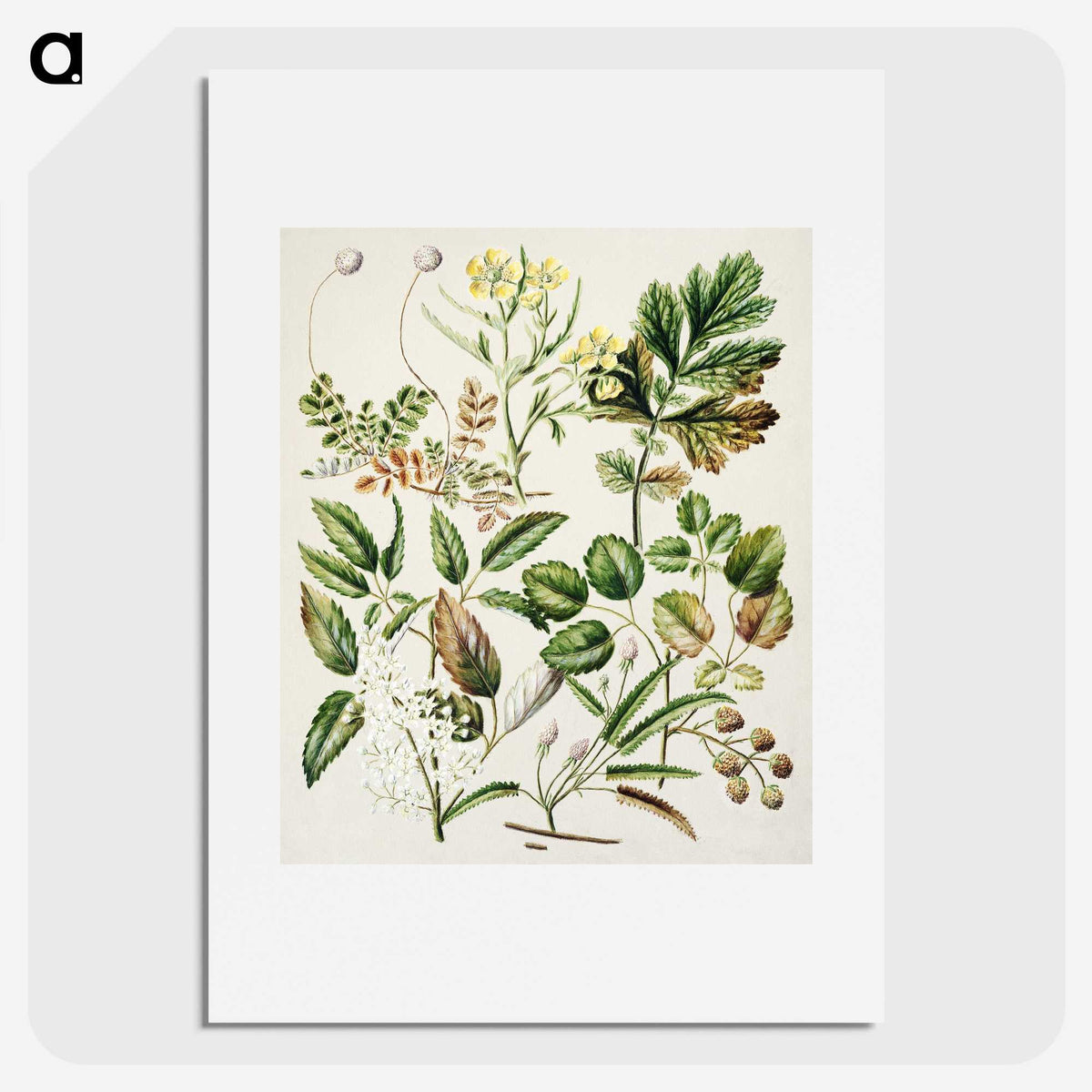 1-26_Native-Flowering-Plants-of-New-Zealand_picture