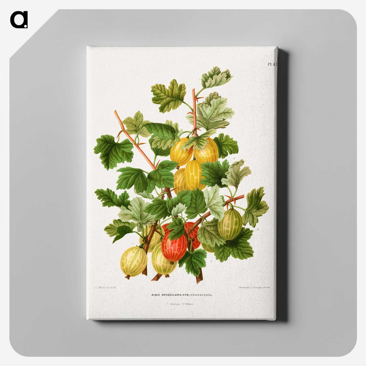 1-26_Nederlandsche-Flora-en-Pomona_canvas