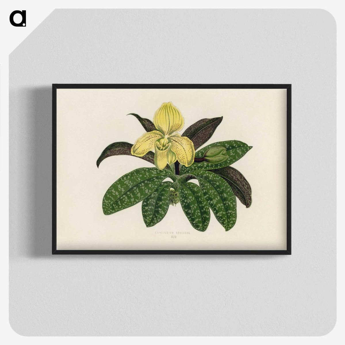 1-26_New-and-Rare-Beautiful-Leaved-Plants_blk-crop