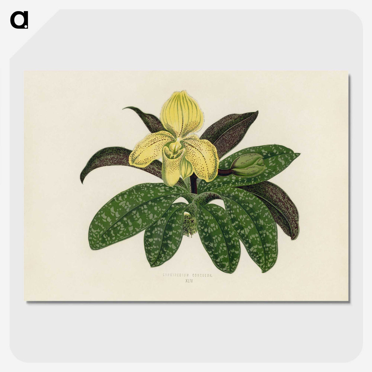 1-26_New-and-Rare-Beautiful-Leaved-Plants_picture-crop