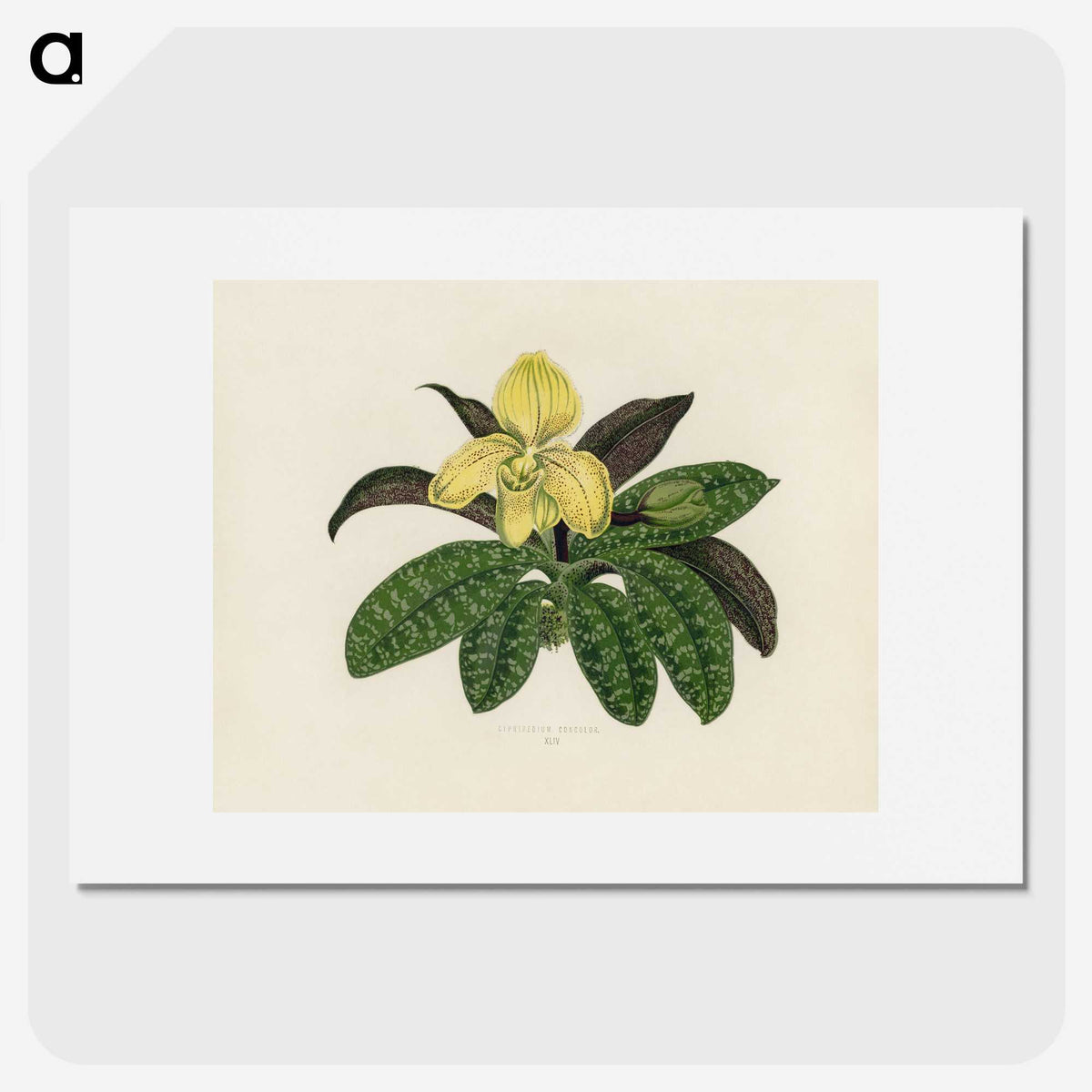 1-26_New-and-Rare-Beautiful-Leaved-Plants_picture