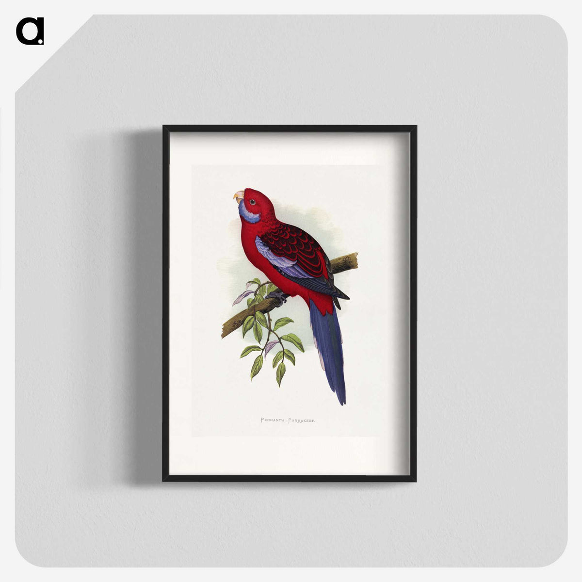 1-26_Parrots-in-Captivity_blk