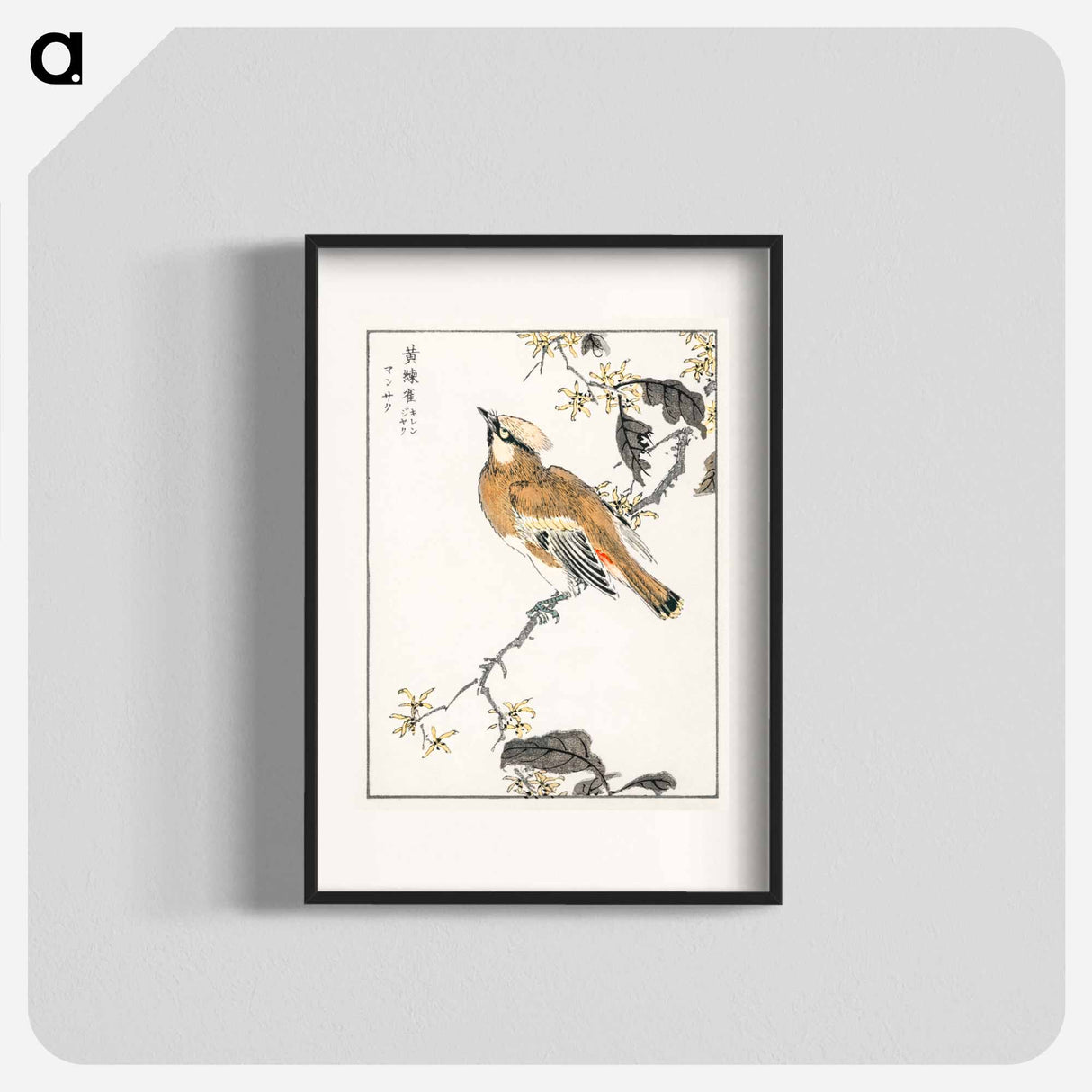 アートポスター-Eastern Waxwing
- 鳥類図鑑 Poster.