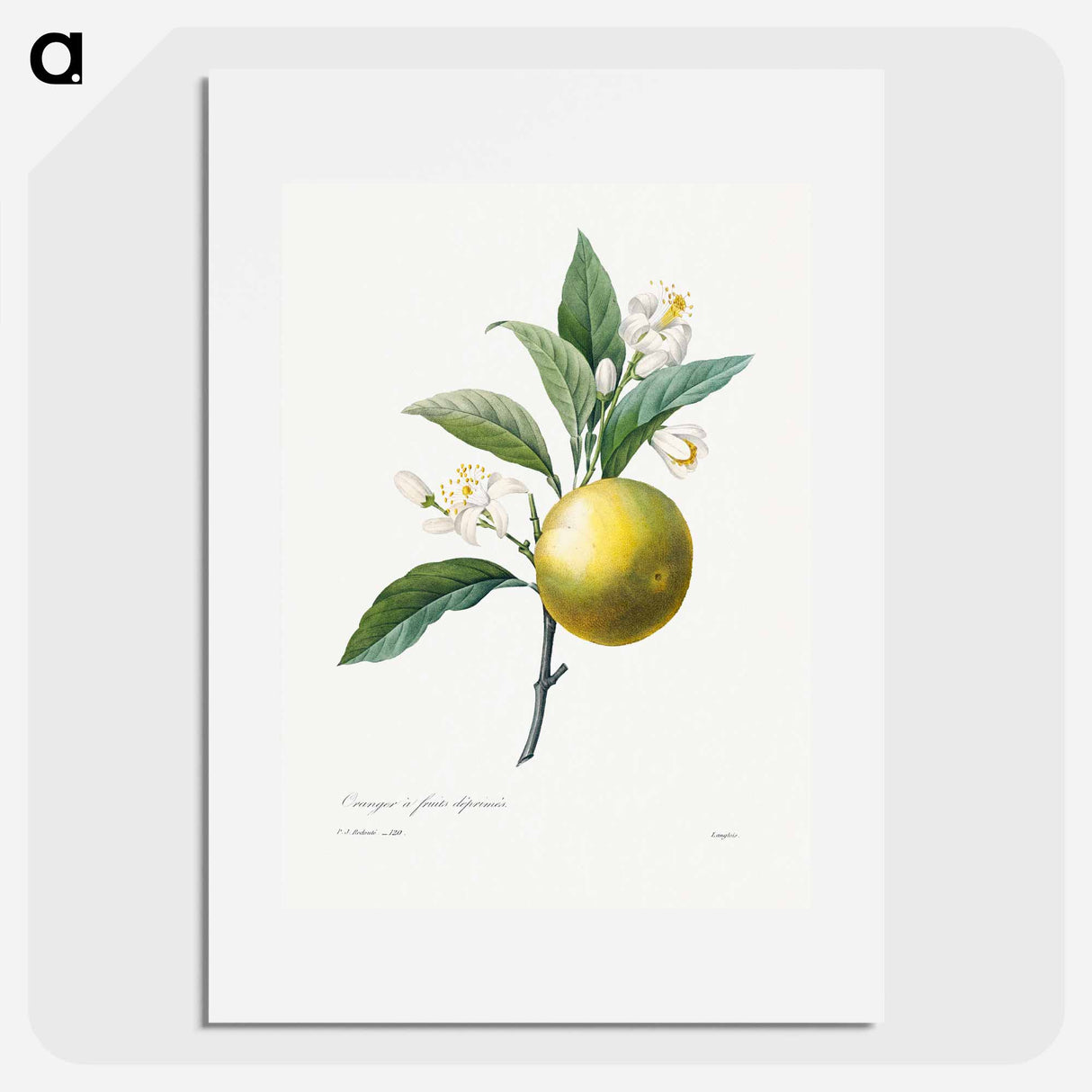 Orange - Pierre Joseph Redouté Poster.