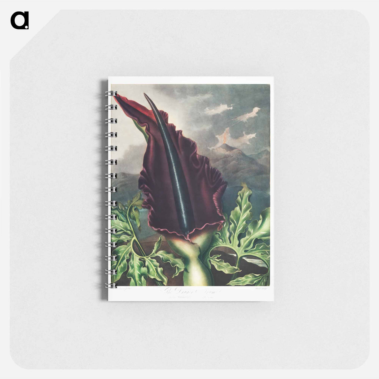 アートメモ帳-The Dragon Arum from The Temple of Flora
- ロバート ジョン ソーントン Memo.