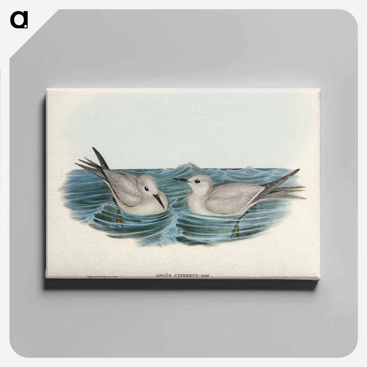アートパネル-Grey Noddy
- オーストラリアの鳥 Canvas.