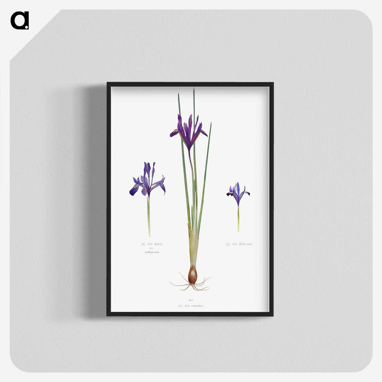 1-26_The-Genus-Iris_blk-crop