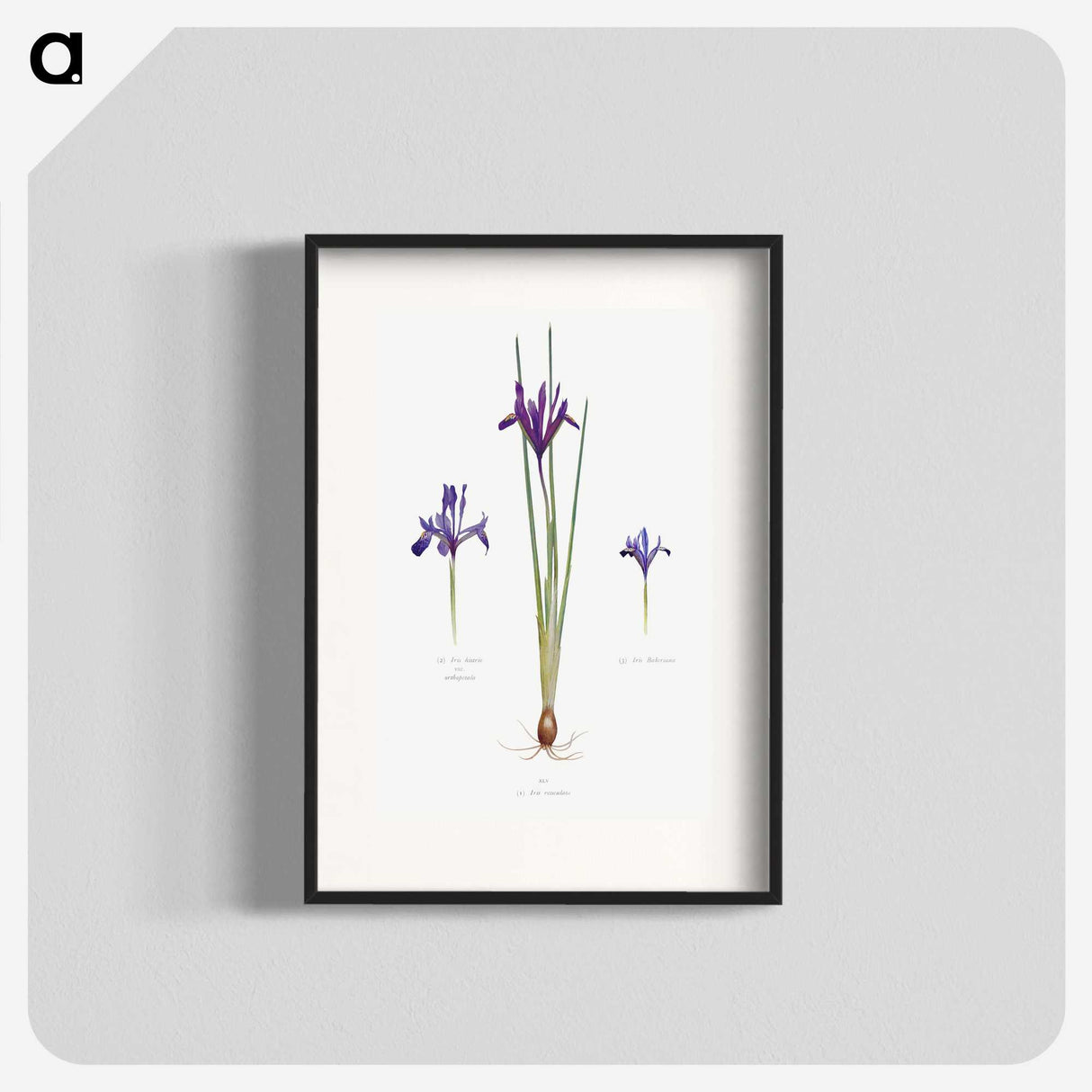 1-26_The-Genus-Iris_blk