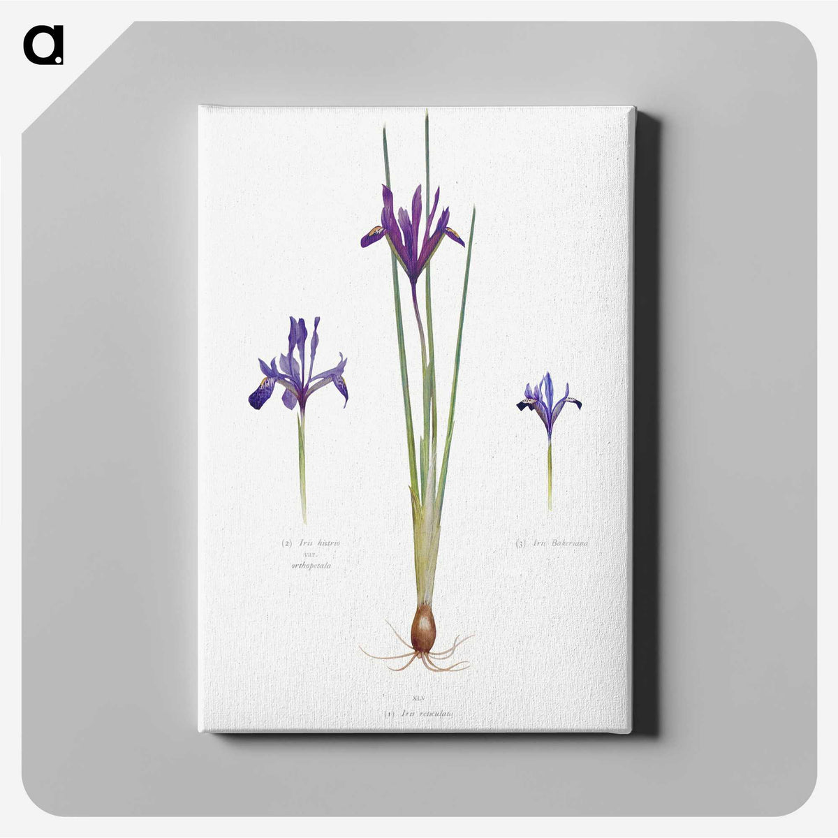 1-26_The-Genus-Iris_canvas