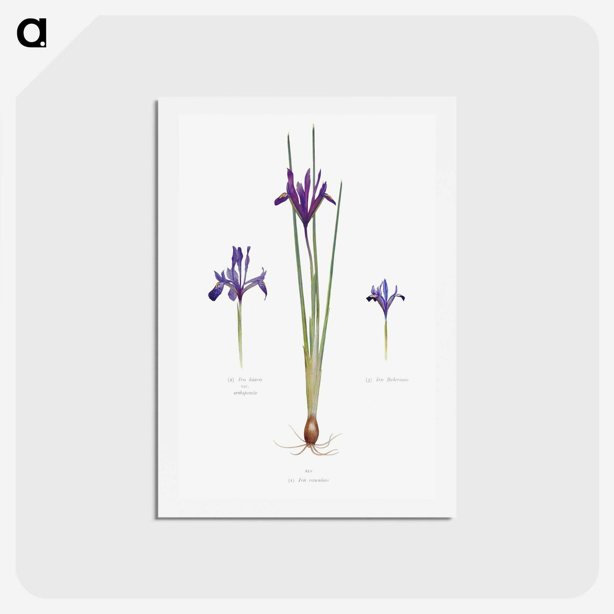 1-26_The-Genus-Iris_hagaki