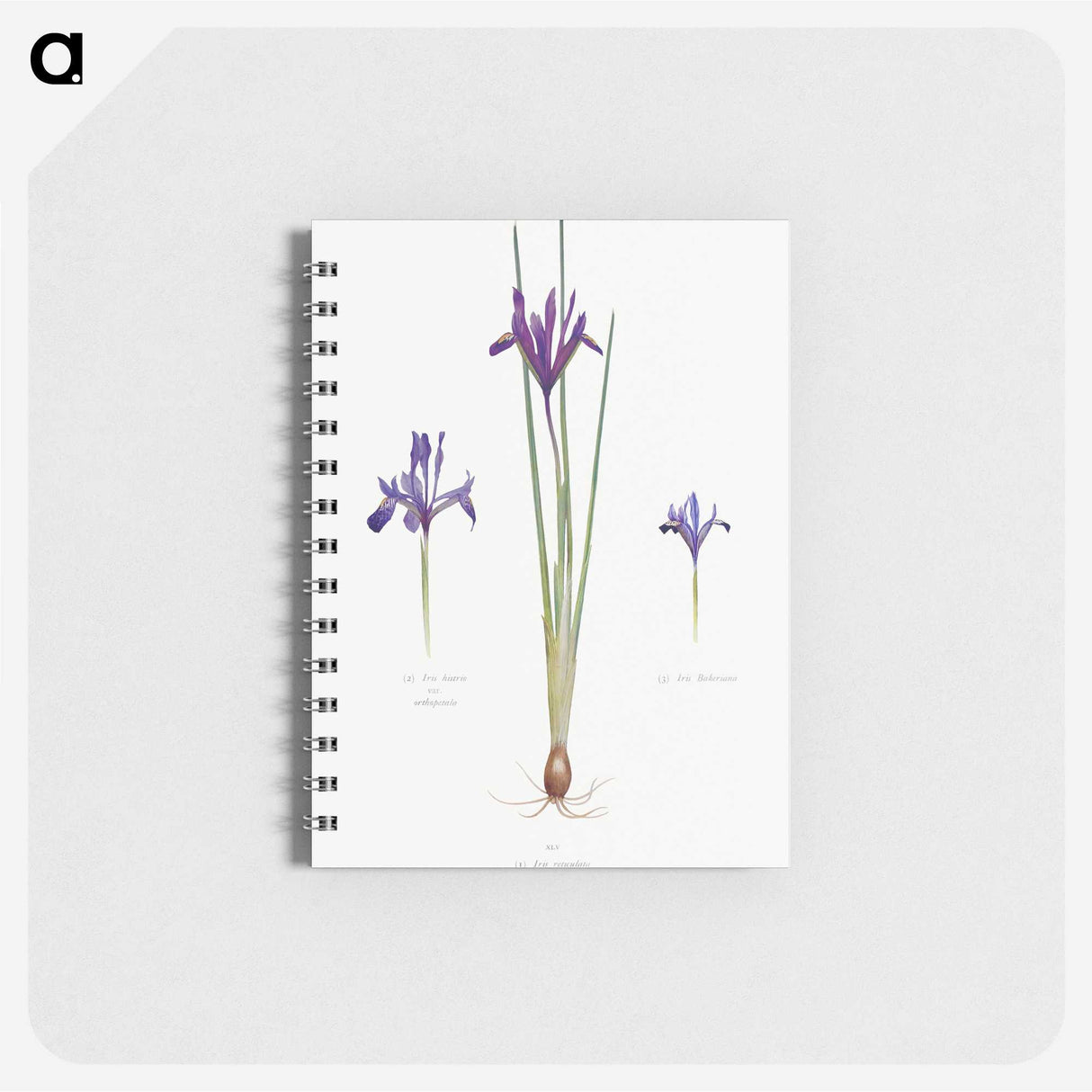 1-26_The-Genus-Iris_memo