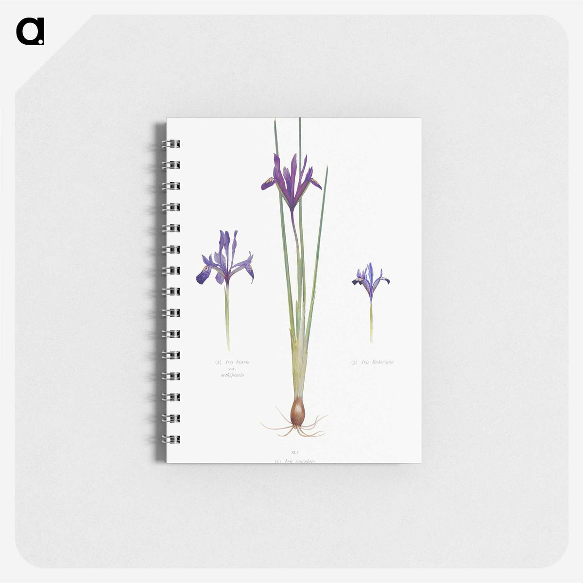 1-26_The-Genus-Iris_memo