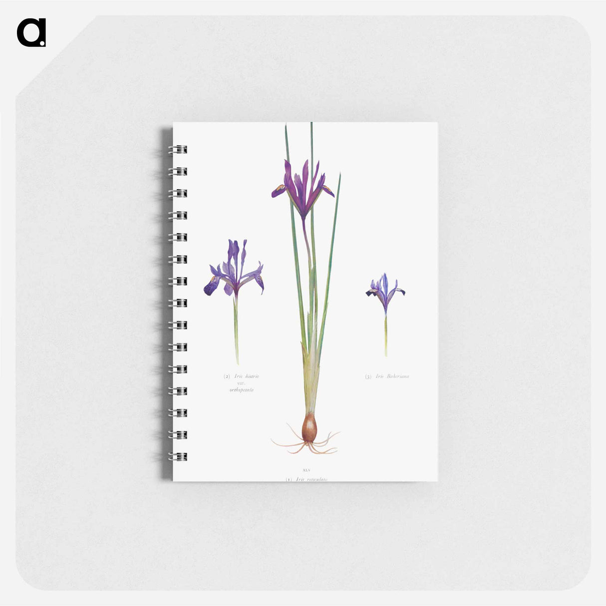 アートメモ帳-Iris Reticulata, Iris Histrio var. Orthopetala and Iris Bakeriana from The genus Iris
- アヤメ属 Memo.