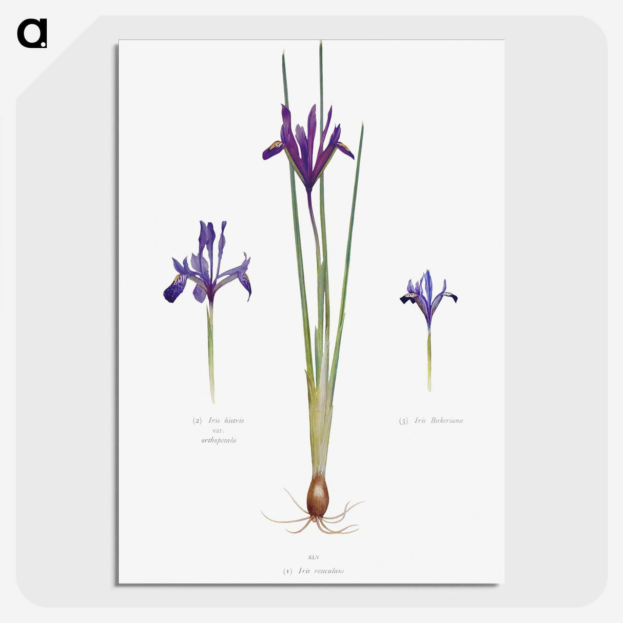 1-26_The-Genus-Iris_picture-crop