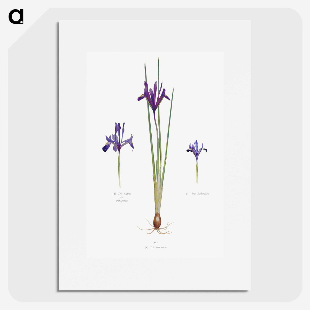 1-26_The-Genus-Iris_picture