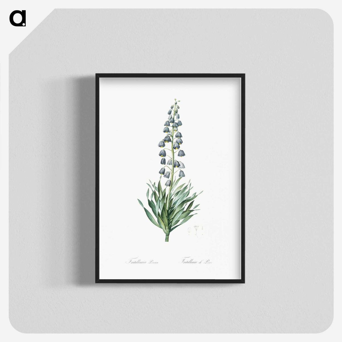 1-26_The-Lilies_blk-crop