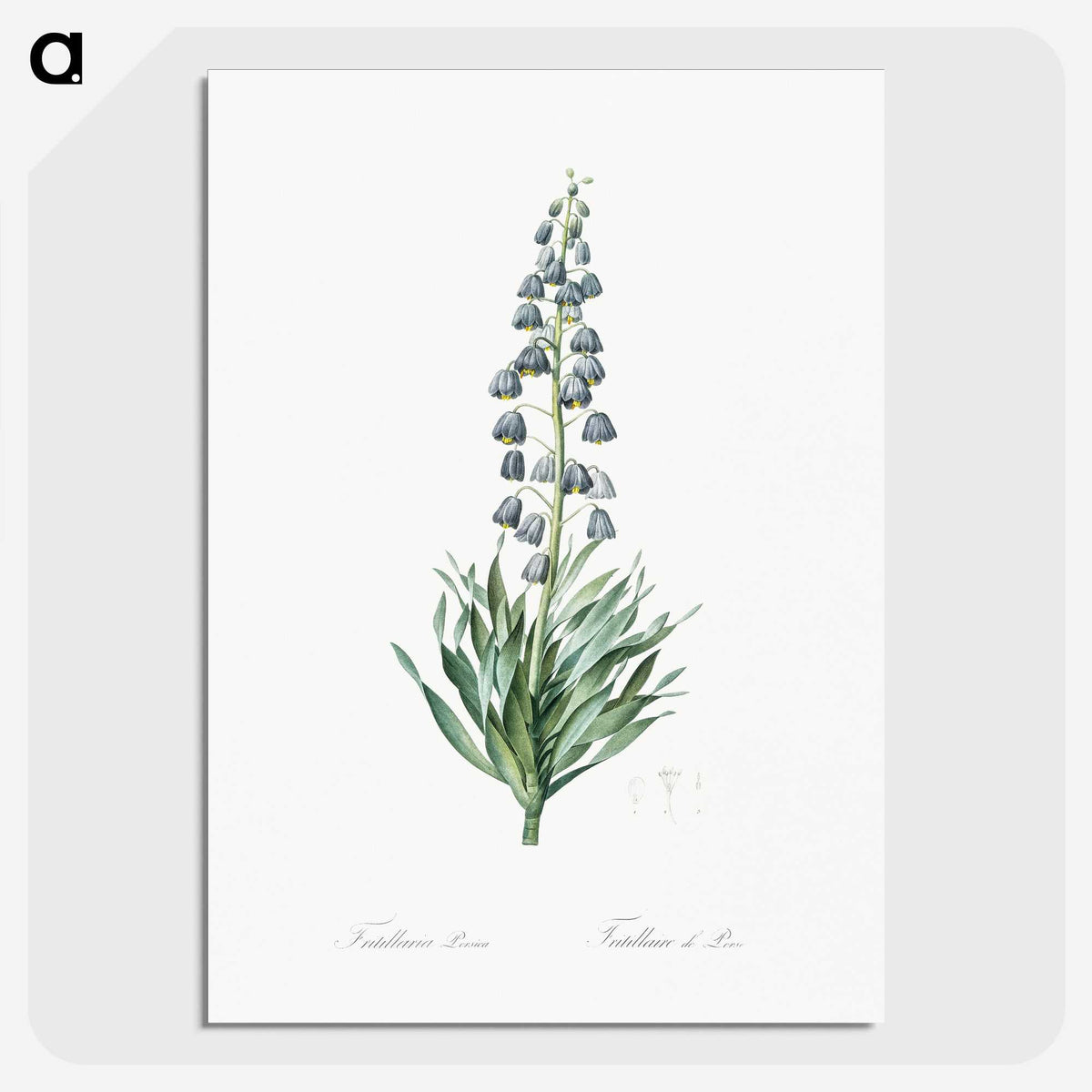 1-26_The-Lilies_picture-crop