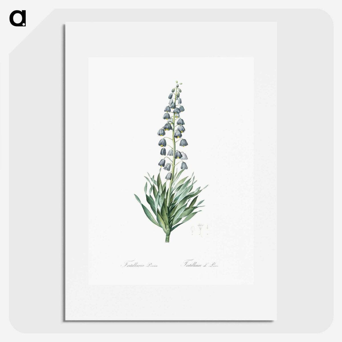 1-26_The-Lilies_picture