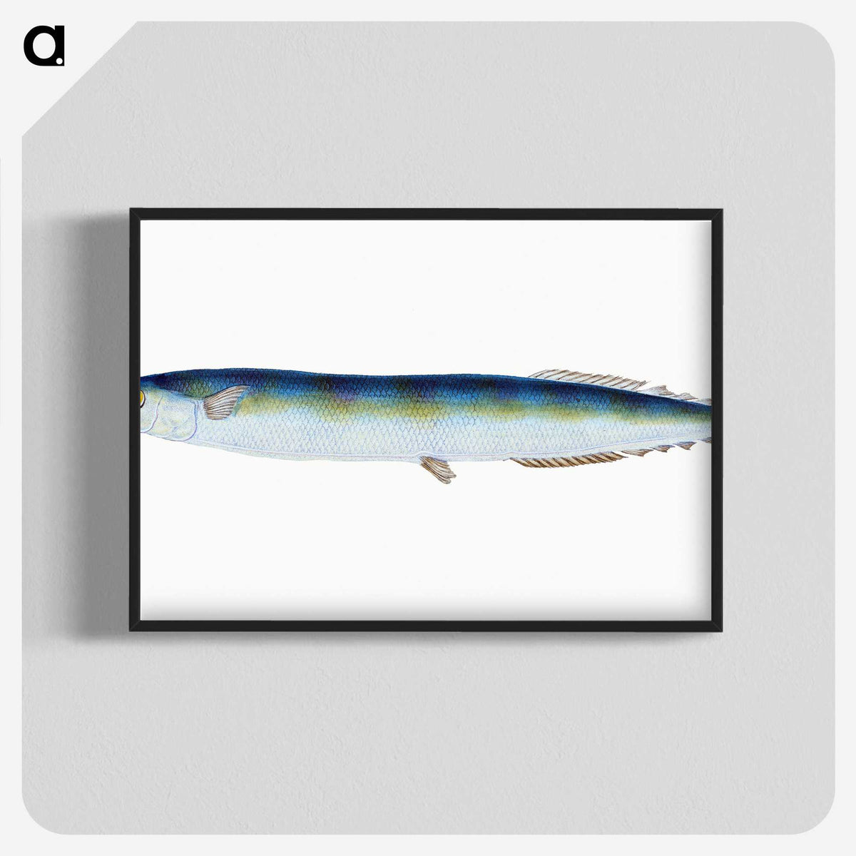 1-26_The-Natural-History-of-British-Fishes_blk-crop