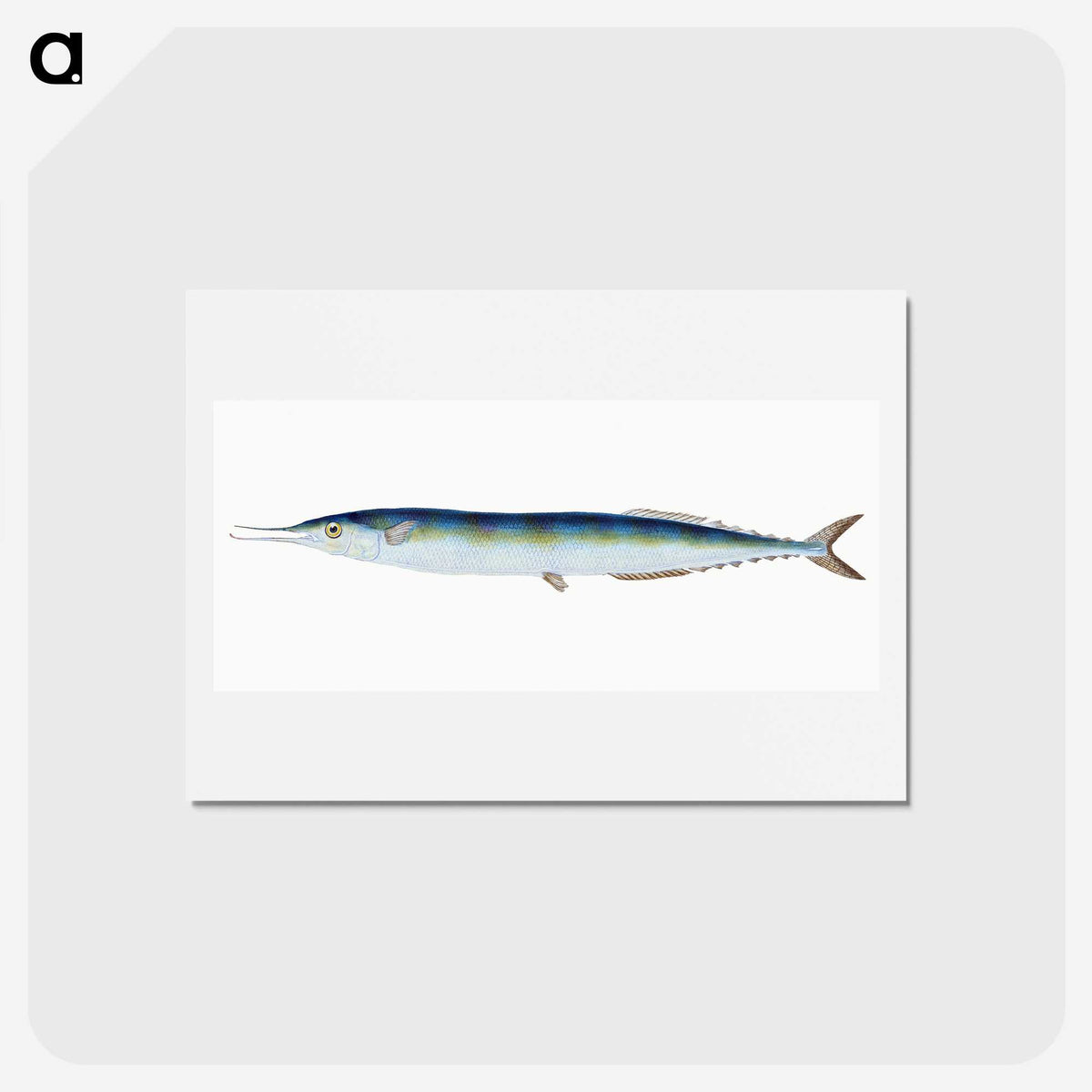 1-26_The-Natural-History-of-British-Fishes_hagaki