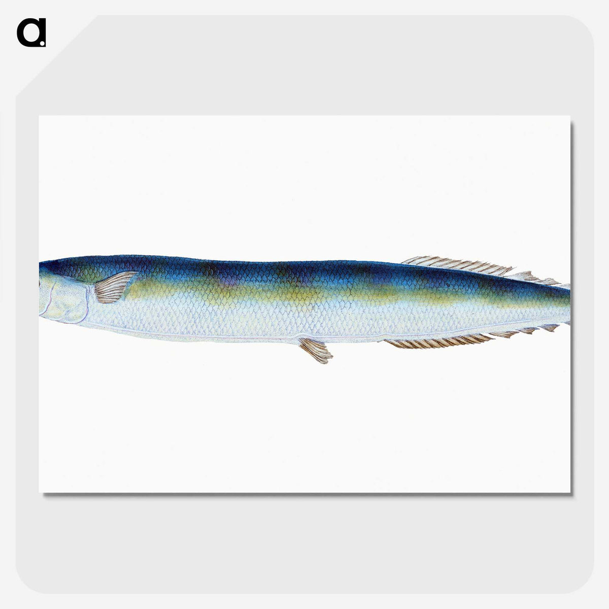 1-26_The-Natural-History-of-British-Fishes_picture-crop