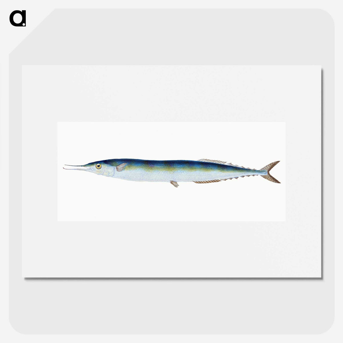 1-26_The-Natural-History-of-British-Fishes_picture