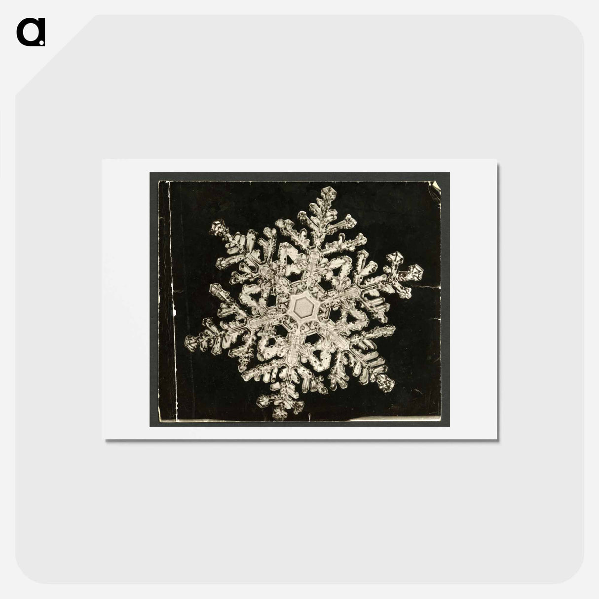 アートポストカード-Wilson Bentley Photomicrograph of Stellar Snowflake No. 1093 - ウィルソン ベントレー Postcard.