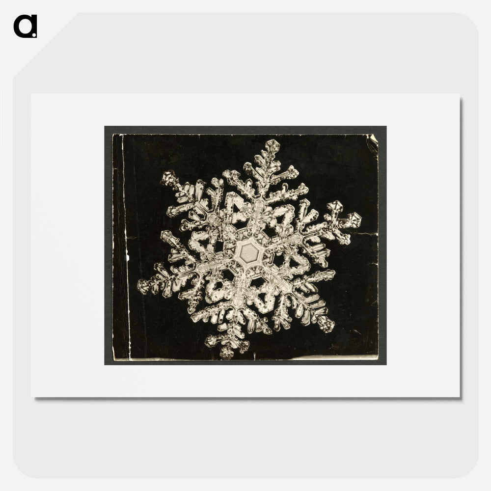 Wilson Bentley Photomicrograph of Stellar Snowflake No. 1093 - Wilson Bentley Poster.