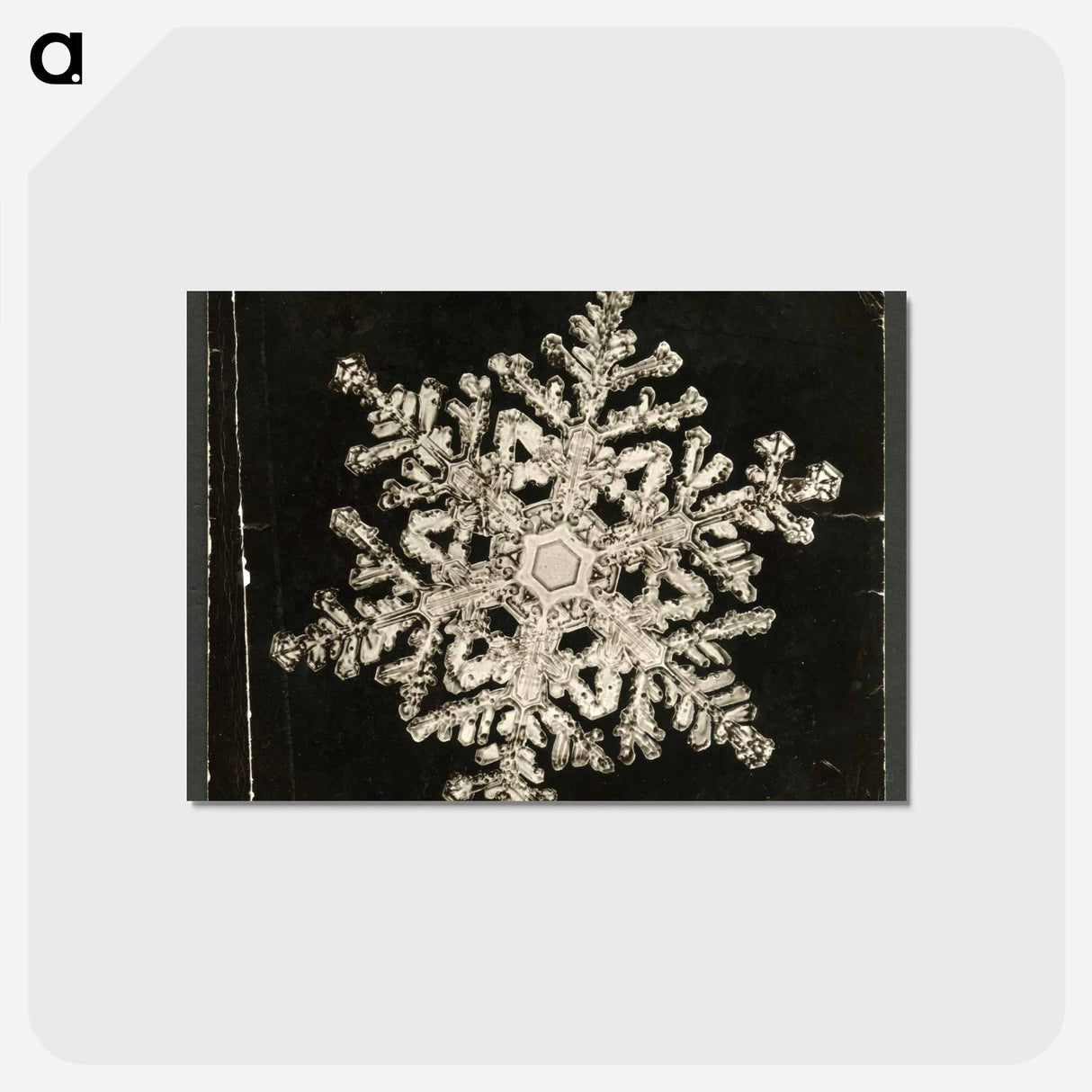 アートポストカード-Wilson Bentley Photomicrograph of Stellar Snowflake No. 1093 - ウィルソン ベントレー Postcard.