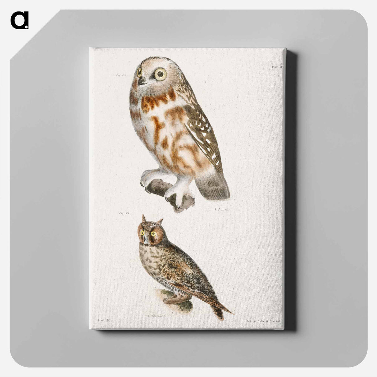 The Acadian Owl (Ulula acadica) 24. The Long-eared Owl (Otus americanus) - ニューヨークの動物学 Canvas.