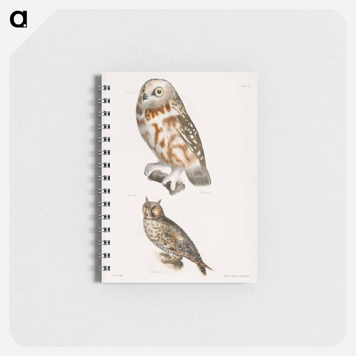 The Acadian Owl (Ulula acadica) 24. The Long-eared Owl (Otus americanus) - ニューヨークの動物学 Memo.