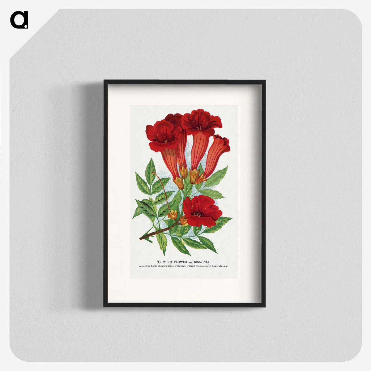 1-27_Botanical-Specimen-Plates_blk