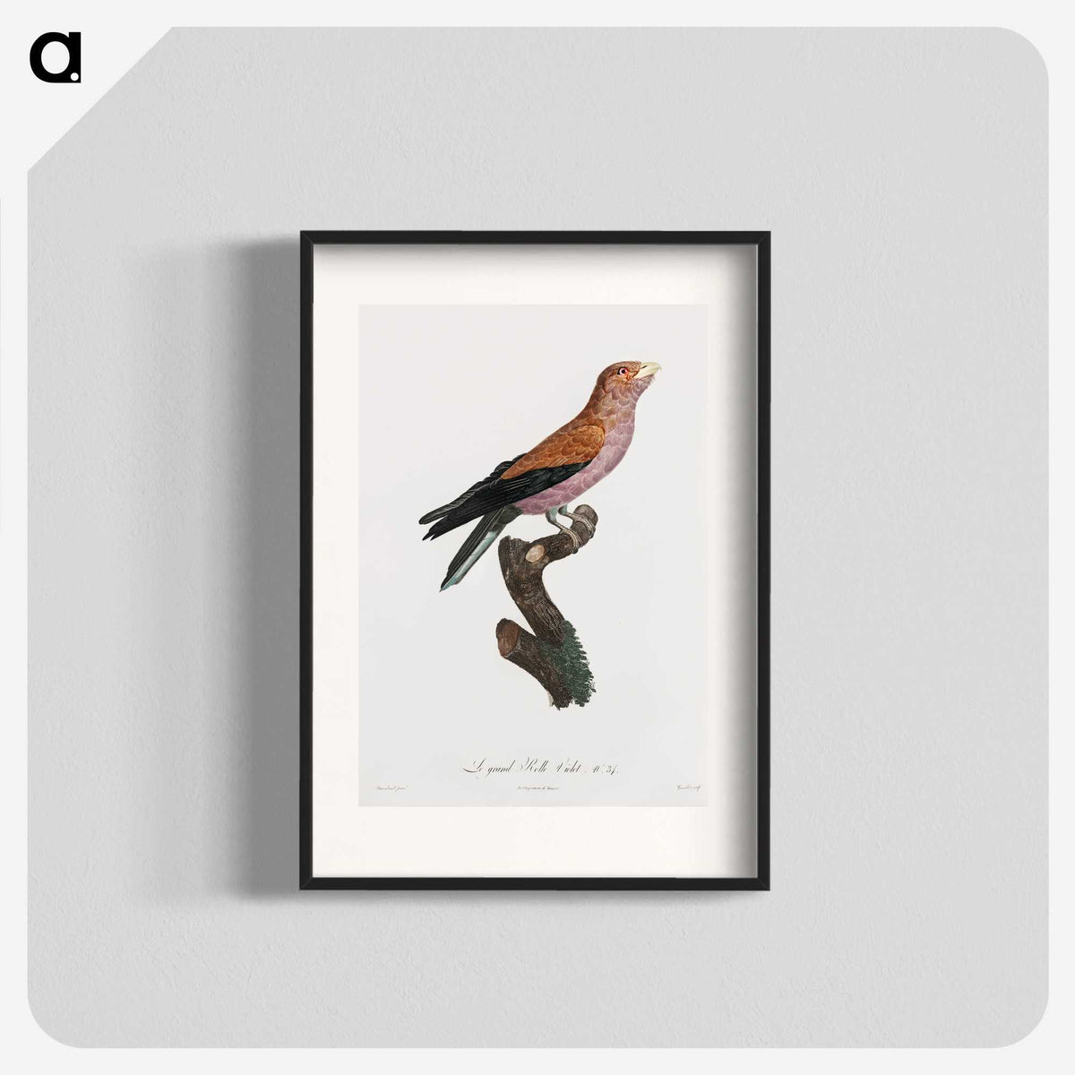 1-27_Des-Oiseaux-de-Paradis_blk
