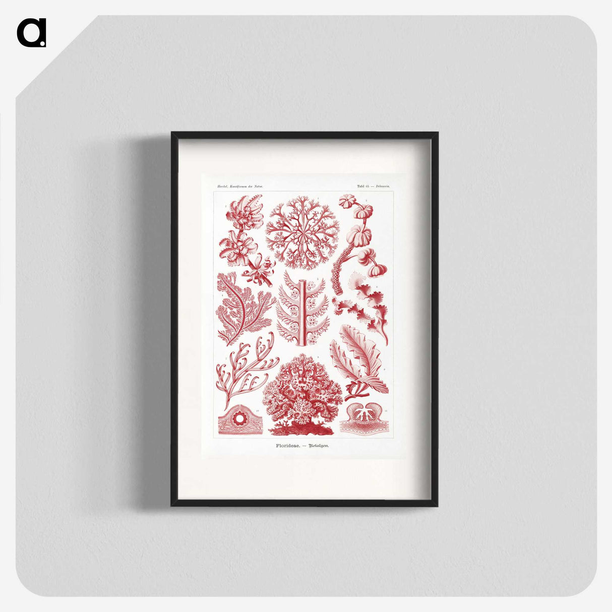 1-27_Ernst-Haeckel_blk