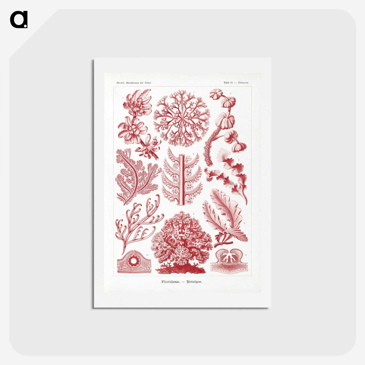 1-27_Ernst-Haeckel_hagaki