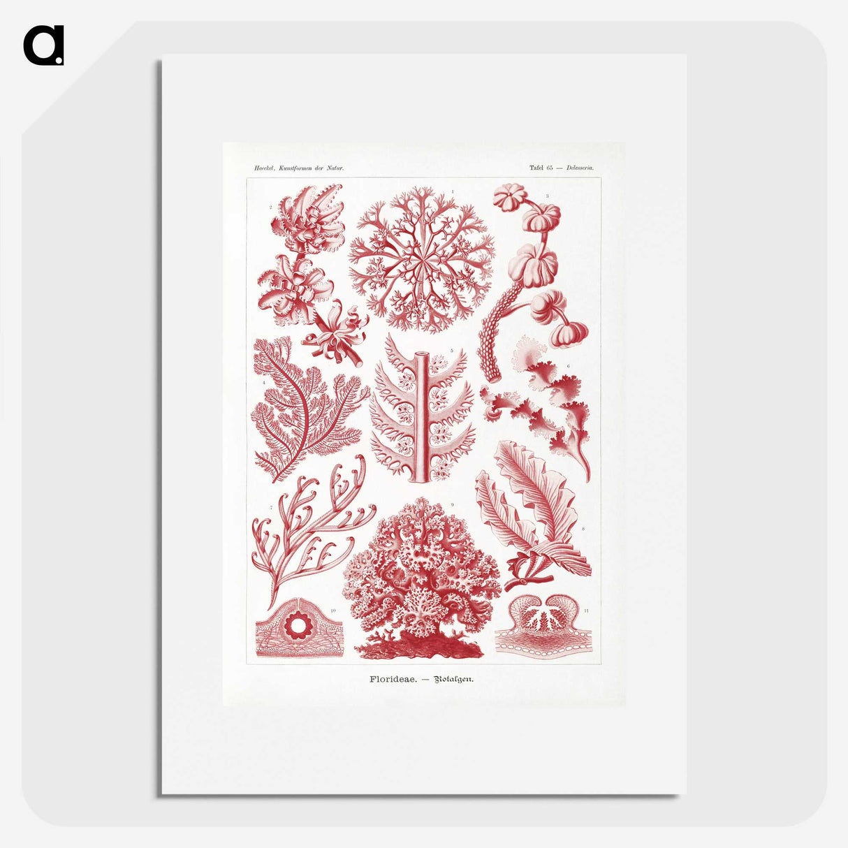 1-27_Ernst-Haeckel_picture