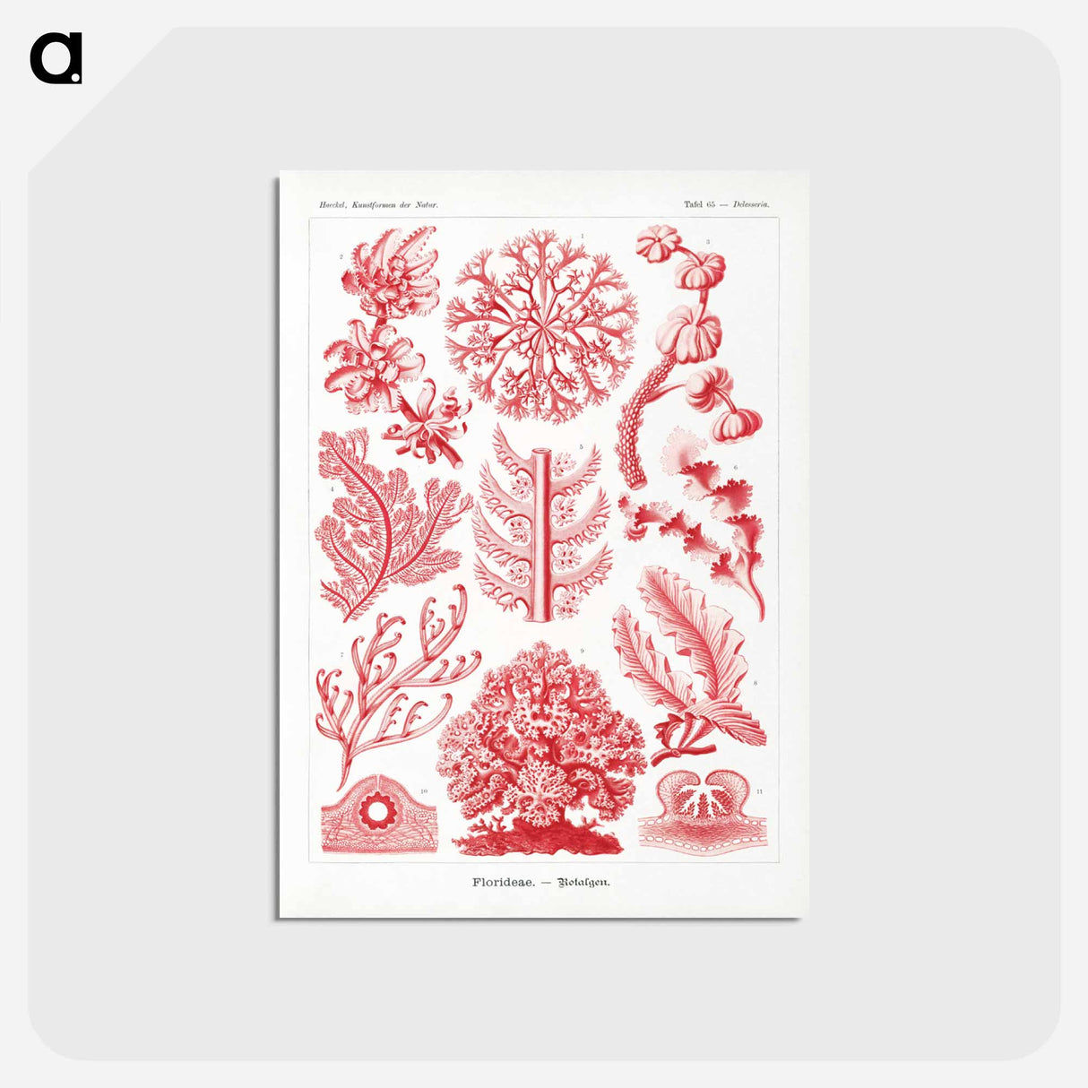 アートポストカード-Florideae–Rotalgen - エルンスト ヘッケル Postcard.